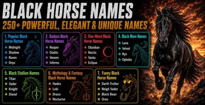 Black Horse Names: 250+ Powerful, Elegant & Unique Names
